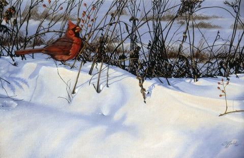 Winter Cardinal White Modern Wood Framed Art Print with Double Matting by Goebel, Wilhelm
