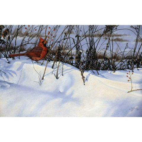 Winter Cardinal White Modern Wood Framed Art Print by Goebel, Wilhelm