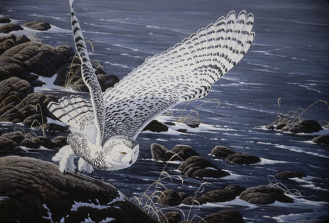 Winter Shore - Snowy Owl Black Ornate Wood Framed Art Print with Double Matting by Goebel, Wilhelm