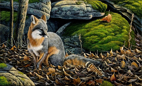 Grey Fox White Modern Wood Framed Art Print with Double Matting by Goebel, Wilhelm