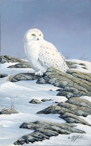 Snowy Owl White Modern Wood Framed Art Print with Double Matting by Goebel, Wilhelm