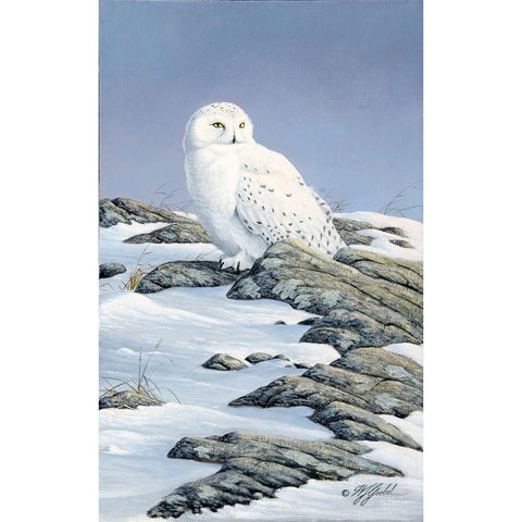 Snowy Owl Black Modern Wood Framed Art Print by Goebel, Wilhelm
