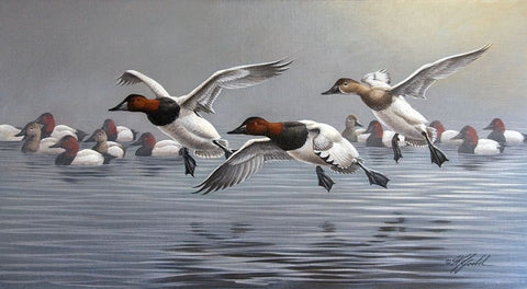 Canvasbacks Coming In White Modern Wood Framed Art Print with Double Matting by Goebel, Wilhelm