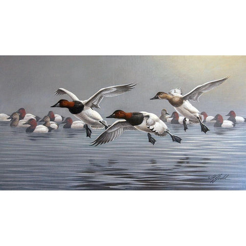 Canvasbacks Coming In Black Modern Wood Framed Art Print by Goebel, Wilhelm