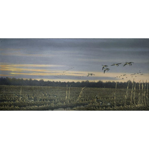 Canada Geese Black Modern Wood Framed Art Print with Double Matting by Goebel, Wilhelm