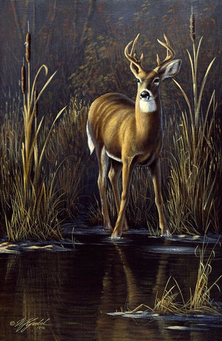 Whitetail Buck White Modern Wood Framed Art Print with Double Matting by Goebel, Wilhelm