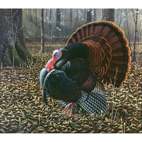The King Of Spring - Wild Turkey Black Modern Wood Framed Art Print by Goebel, Wilhelm