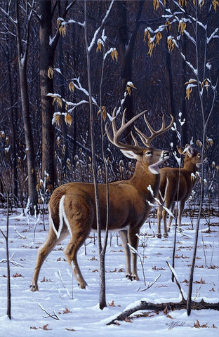 In His Prime - Whitetail Black Ornate Wood Framed Art Print with Double Matting by Goebel, Wilhelm
