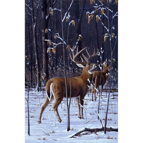 In His Prime - Whitetail Gold Ornate Wood Framed Art Print with Double Matting by Goebel, Wilhelm