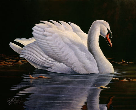 Reflection - Mute Swan White Modern Wood Framed Art Print with Double Matting by Goebel, Wilhelm