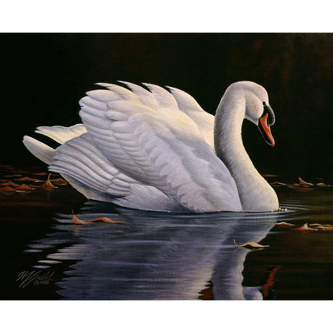 Reflection - Mute Swan Black Modern Wood Framed Art Print with Double Matting by Goebel, Wilhelm