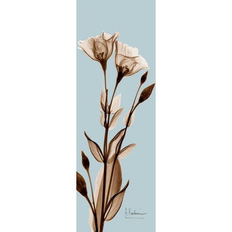 Tulip Pair  Brown on Blue Gold Ornate Wood Framed Art Print with Double Matting by Koetsier, Albert