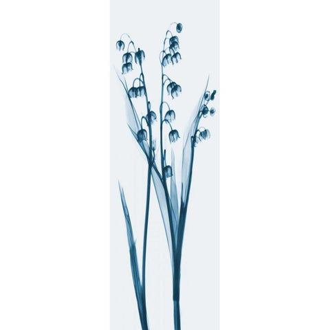 Lily of the Valley in Blue Black Modern Wood Framed Art Print with Double Matting by Koetsier, Albert