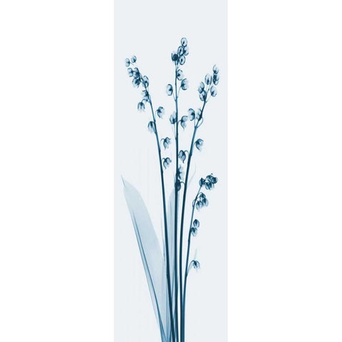 Lily of the Valley in Blue 2 White Modern Wood Framed Art Print by Koetsier, Albert