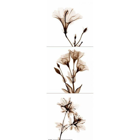 Sepia Floral Tryp Tych I Black Modern Wood Framed Art Print with Double Matting by Koetsier, Albert