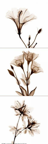 Sepia Floral Tryp Tych I White Modern Wood Framed Art Print with Double Matting by Koetsier, Albert