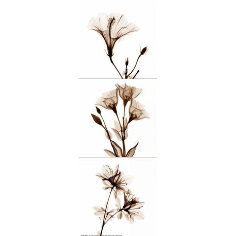 Sepia Floral Tryp Tych I Black Modern Wood Framed Art Print by Koetsier, Albert