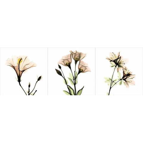 Pink Floral Tryp Tych I Black Modern Wood Framed Art Print with Double Matting by Koetsier, Albert