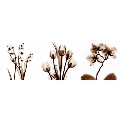 Sepia Floral Tryp Tych II White Modern Wood Framed Art Print by Koetsier, Albert