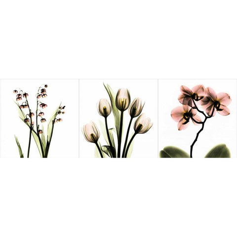 Pink Floral Tryp Tych II White Modern Wood Framed Art Print by Koetsier, Albert