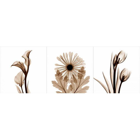 Sepia Floral Tryp Tych III Gold Ornate Wood Framed Art Print with Double Matting by Koetsier, Albert