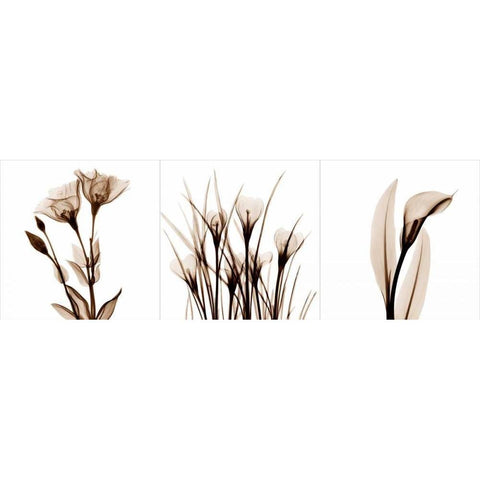 Sepia Floral Tryp Tych IV White Modern Wood Framed Art Print by Koetsier, Albert