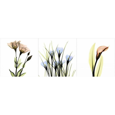 Multi-color Floral Tryp Tych I White Modern Wood Framed Art Print by Koetsier, Albert