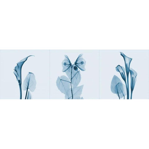 Lilies Triple in Blue Black Modern Wood Framed Art Print with Double Matting by Koetsier, Albert