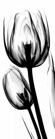 Tulip in BandW White Modern Wood Framed Art Print with Double Matting by Koetsier, Albert