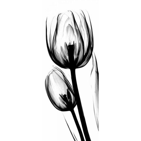 Tulip in BandW White Modern Wood Framed Art Print by Koetsier, Albert