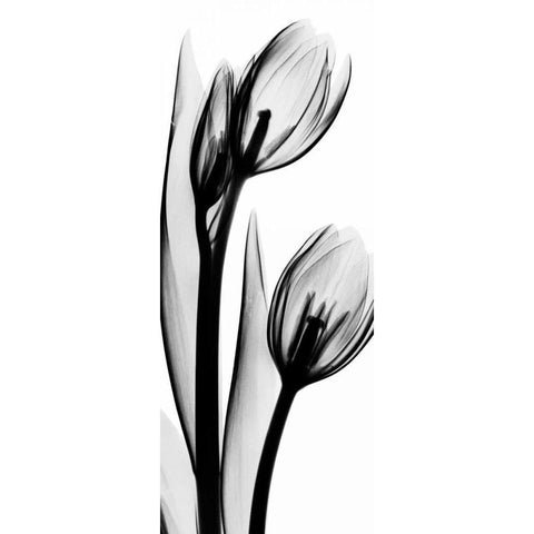 Tulip in BandW2 Black Modern Wood Framed Art Print with Double Matting by Koetsier, Albert