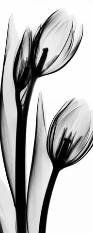 Tulip in BandW2 White Modern Wood Framed Art Print with Double Matting by Koetsier, Albert