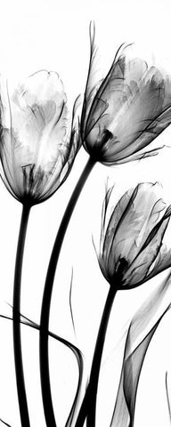 Tulips White Modern Wood Framed Art Print with Double Matting by Koetsier, Albert