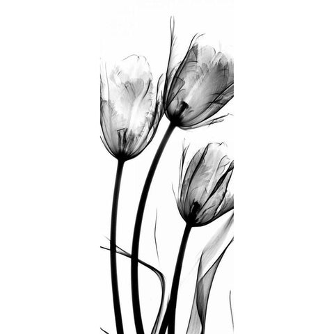 Tulips Black Modern Wood Framed Art Print by Koetsier, Albert