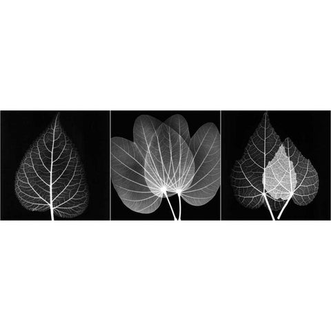 Leaf Triple on Black 2 Black Modern Wood Framed Art Print with Double Matting by Koetsier, Albert