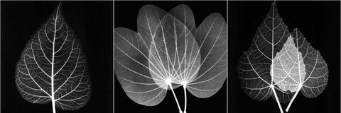 Leaf Triple on Black 2 White Modern Wood Framed Art Print with Double Matting by Koetsier, Albert