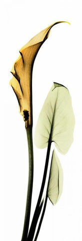 Calla Lily in Gold 2 Black Ornate Wood Framed Art Print with Double Matting by Koetsier, Albert