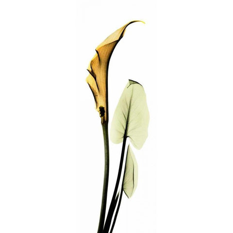 Calla Lily in Gold 2 Black Modern Wood Framed Art Print with Double Matting by Koetsier, Albert