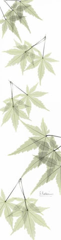 Leaves in Green White Modern Wood Framed Art Print with Double Matting by Koetsier, Albert