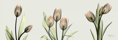 Spring  Tulip Triple Black Ornate Wood Framed Art Print with Double Matting by Koetsier, Albert