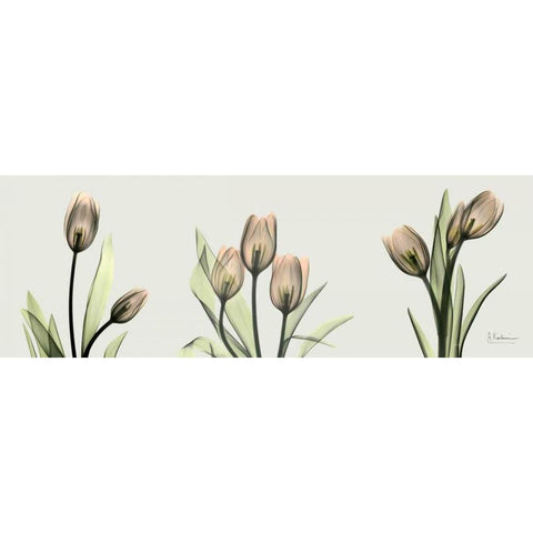 Spring  Tulip Triple Black Modern Wood Framed Art Print with Double Matting by Koetsier, Albert