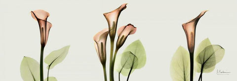 Spring Calla Lily Triple Black Ornate Wood Framed Art Print with Double Matting by Koetsier, Albert