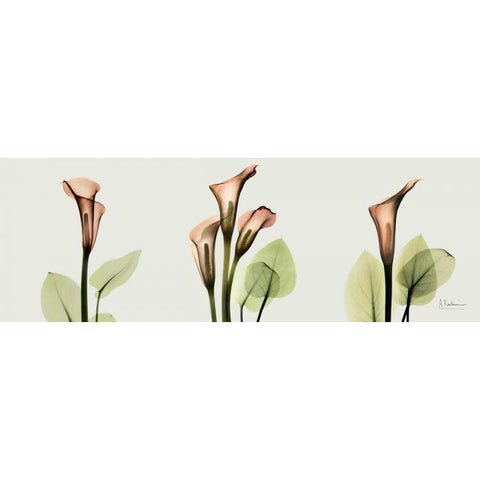 Spring Calla Lily Triple White Modern Wood Framed Art Print by Koetsier, Albert