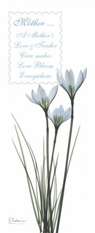 White Rain Lily - Mother White Modern Wood Framed Art Print with Double Matting by Koetsier, Albert