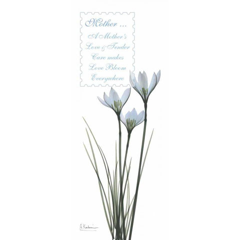 White Rain Lily - Mother White Modern Wood Framed Art Print by Koetsier, Albert
