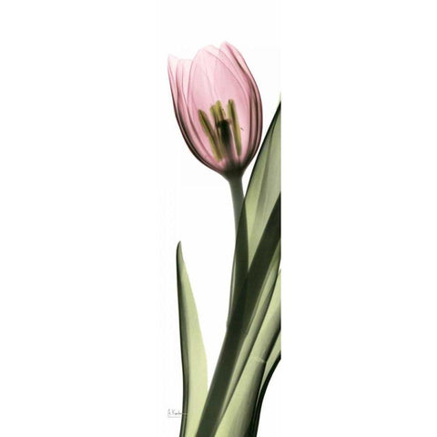 Tulip in Color 2 White Modern Wood Framed Art Print by Koetsier, Albert