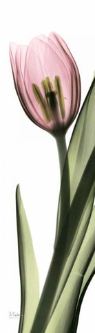 Tulip in Color 2 Black Ornate Wood Framed Art Print with Double Matting by Koetsier, Albert
