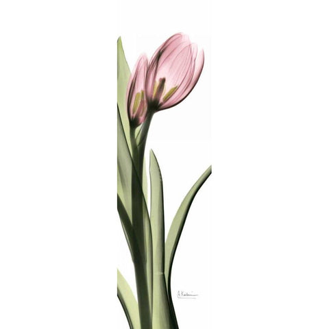 Tulip in Color 1 White Modern Wood Framed Art Print by Koetsier, Albert