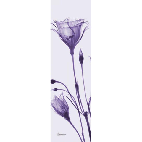 Gentian in Purple Black Modern Wood Framed Art Print with Double Matting by Koetsier, Albert