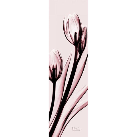 Tulip on Pink Black Modern Wood Framed Art Print with Double Matting by Koetsier, Albert